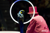 Шоу воды, огня и света, Фото: 25