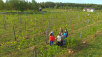 Виноград с южных склонов Дубны: как работает необычная семейная ферма в Тульской области, Фото: 19