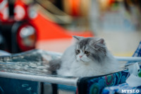 Выставка кошек "Конфетти", Фото: 1