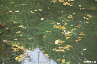 Загрязнение прудв в Платоновском парке, Фото: 12