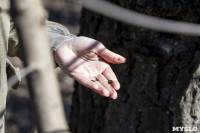 Кто и как решает, какие деревья нужно удалять в Центральном парке Тулы, Фото: 12