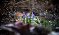 Весна идет!, Фото: 25