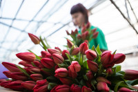 Как выращивают тюльпаны, Фото: 25