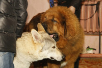 В Туле прошла всероссийская выставка собак, Фото: 52