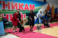 В Туле прошла выставка собак всех пород, Фото: 22