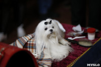 Выставка собак в Туле 29.02, Фото: 32