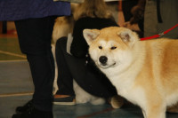 В Туле прошла всероссийская выставка собак, Фото: 41
