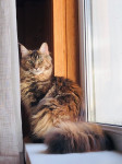 Коты наших подписчиков, Фото: 29