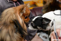 Выставки собак в ДК "Косогорец", Фото: 36