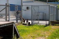 Собачий детский сад, Фото: 48