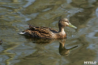 На пруду в тульском Скуратово поселились редкие птицы, Фото: 17