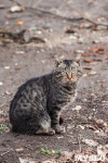Тульские котики, Фото: 65