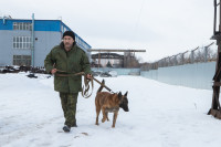 Как живет собачий патруль Туламашзавода, Фото: 39