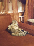 Тульские коты, которых достали хозяева на самоизоляции, Фото: 20