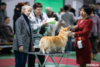 Выставка собак в Туле, Фото: 36