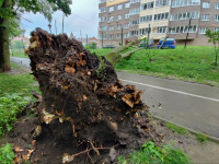 Упавшее дерево в Платоновском парке, Фото: 5