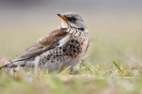 Фотографии дикой природы Даниила Маликова., Фото: 12