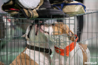 Выставка собак в Туле, Фото: 118