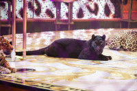 Шоу Гии Эрадзе «5 континентов» в Тульском цирке: феерия уже началась!, Фото: 78