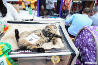 Выставка "Пряничные кошки" в ТРЦ "Макси", Фото: 4
