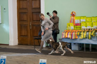 Выставка собак в Туле, Фото: 23