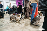 Сиба-ину, шпицы и алабаи: в Туле состоялась выставка собак, Фото: 40