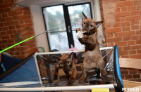 Выставка кошек в Искре, Фото: 3