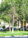 «Сушняк-2019 Тула». Городской хит-парад засохших деревьев, Фото: 91