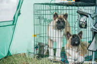 Всероссийская выставка собак в Туле, Фото: 73