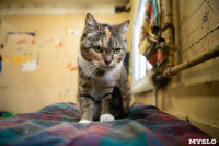 Волонтеры спасли кошек из адской квартиры, Фото: 76