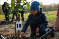 В Ясной Поляне посадили яблони, Фото: 33