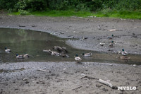 Почему обмелел пруд в Рогожинском парке Тулы?, Фото: 12