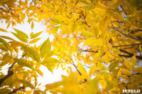 Золотая осень в Тульской области, Фото: 48