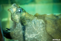 Черепахи в экзотариуме, Фото: 47