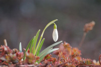 Первые подснежники 2026, Фото: 1