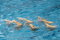 первенство цфо по синхронному плаванию, Фото: 159