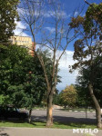 «Сушняк-2019 Тула». Городской хит-парад засохших деревьев, Фото: 184