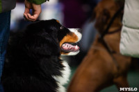 Выставка собак в Туле 24.11, Фото: 46