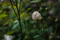В яснополянской теплице высадили исторические розы, Фото: 9