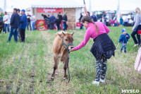 День поля в Тульской области: Гигантская техника, шубы из кроликов и мастер-класс по сыроварению, Фото: 98