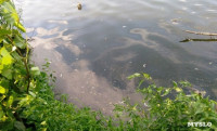 Отравленный пруд в Апасово, Фото: 6