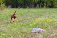 В Туле состоялись собачьи бега, Фото: 30
