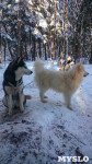 Зимний поход с собаками, Фото: 27