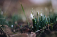 Подснежники в феврале: весна идет!, Фото: 29