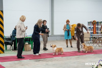Сиба-ину, шпицы и алабаи: в Туле состоялась выставка собак, Фото: 6