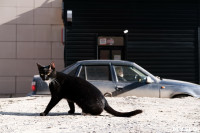 Тульские котики, Фото: 78