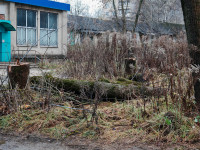 Жители Косой Горы пожаловались на брошенные после опиловки деревья  , Фото: 4