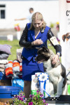 В Туле прошла выставка собак всех пород: фоторепортаж, Фото: 45
