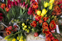 Леруа Мерлен Цветы к празднику, Фото: 65