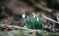 Подснежники в феврале: весна идет!, Фото: 34